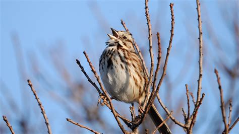 are the masters bird noises fake